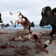 A 16-month truce between the lobsters and cows was shattered this week when bovines ruthlessly stomped rival crustaceans at Crescent Beach State Park.